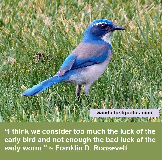 bluebird luck quote